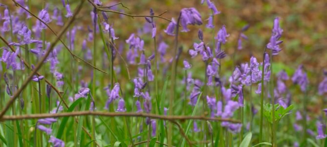 Bluebells